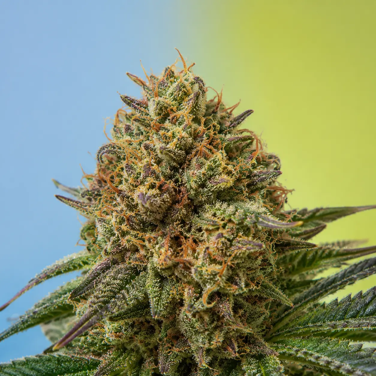 Representative mixed THC and CBD cannabis flower photograph for the Canna-Tsu field note; not a verified cultivar or batch image