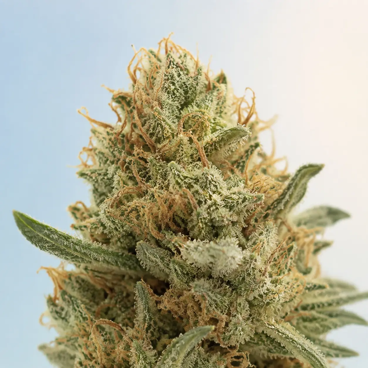 Representative CBD-rich hemp flower photograph for the ACDC field note; not a verified cultivar or batch image