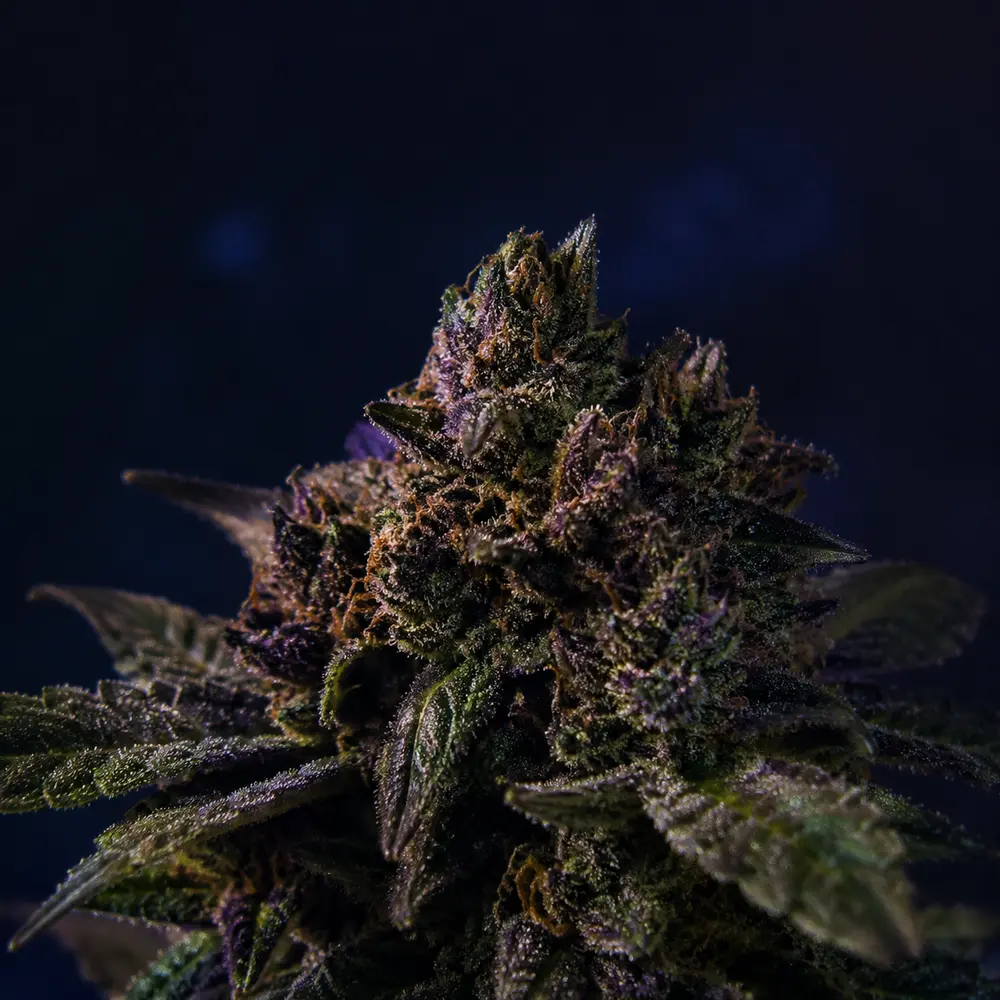 Representative macro cannabis flower photograph for the Northern Lights field note